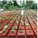 Medio de Propagación Vegetal Ultrafoam -  Bandejas Germinadoras y tubetes