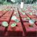 Medio de Propagación Vegetal Ultrafoam -  Bandejas Germinadoras y tubetes