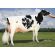 Holstein Bertaggia-ET -  Genética Bovina Línea Leche