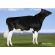 Holstein Graduate -  Genética Bovina Línea Leche