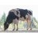 Holstein Byway -  Genética Bovina Línea Leche