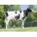 Holstein Crushabull -  Genética Bovina Línea Leche