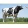 Holstein Fabulous -  Genética Bovina Línea Leche