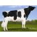 Holstein Meridian -  Genética Bovina Línea Leche