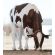 Holstein Russ-PP-Red -  Genética Bovina Línea Leche