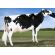 Holstein Graduate -  Genética Bovina Línea Leche