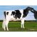 Holstein Graduate -  Genética Bovina Línea Leche