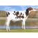 Holstein Bertaggia-ET -  Genética Bovina Línea Leche