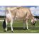 Jersey Choice -  Genética Bovina Línea Leche