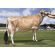 Jersey Choice -  Genética Bovina Línea Leche