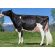 Holstein Meridian -  Genética Bovina Línea Leche