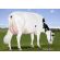 Holstein Meridian -  Genética Bovina Línea Leche