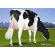 Holstein Meridian -  Genética Bovina Línea Leche
