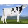 Holstein Fabulous -  Genética Bovina Línea Leche