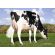 Holstein Fabulous -  Genética Bovina Línea Leche
