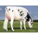 Holstein Byway -  Genética Bovina Línea Leche