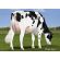 Holstein Classic -  Genética Bovina Línea Leche