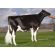 Holstein Crushabull -  Genética Bovina Línea Leche