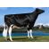 Holstein Fortune -  Genética Bovina Línea Leche
