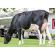 Holstein Lautrust -  Genética Bovina Línea Leche