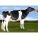 Holstein Lautrust -  Genética Bovina Línea Leche