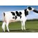 Holstein Prospectus -  Genética Bovina Línea Leche