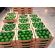 Aguacate Hass -  Productos agrícolas