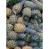 Piña -  Productos agrícolas