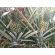 Piña -  Productos agrícolas