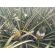 Piña -  Productos agrícolas