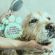 Servicio de Peluquería Canina y Felina -  Peluquería canina
