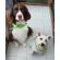 Servicio de Peluquería Canina y Felina -  Peluquería canina