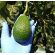 Aguacate Hass -  Productos agrícolas