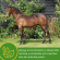 GROW COLT -  Alimento y Snacks para Caballos