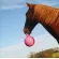 JOLLY BALL 10" JUGUETE PARA CABALLOS -  Accesorios para caballistas