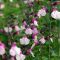 Semiall de Salvia -  Semillas Aromáticas