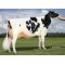 Holstein Bertaggia-ET -  Genética Bovina Línea Leche