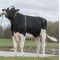 Holstein Fortune -  Genética Bovina Línea Leche