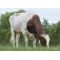 Semen Toro Holstein Suizo Incredibull-Red en  Agrofertas®