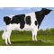 Holstein Meridian -  Genética Bovina Línea Leche