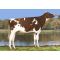 Semen Toro Holstein Suizo Redstream-ET en  Agrofertas®